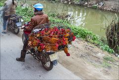 Hühner fahren Moped