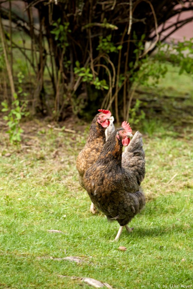 Hühner im Duett
