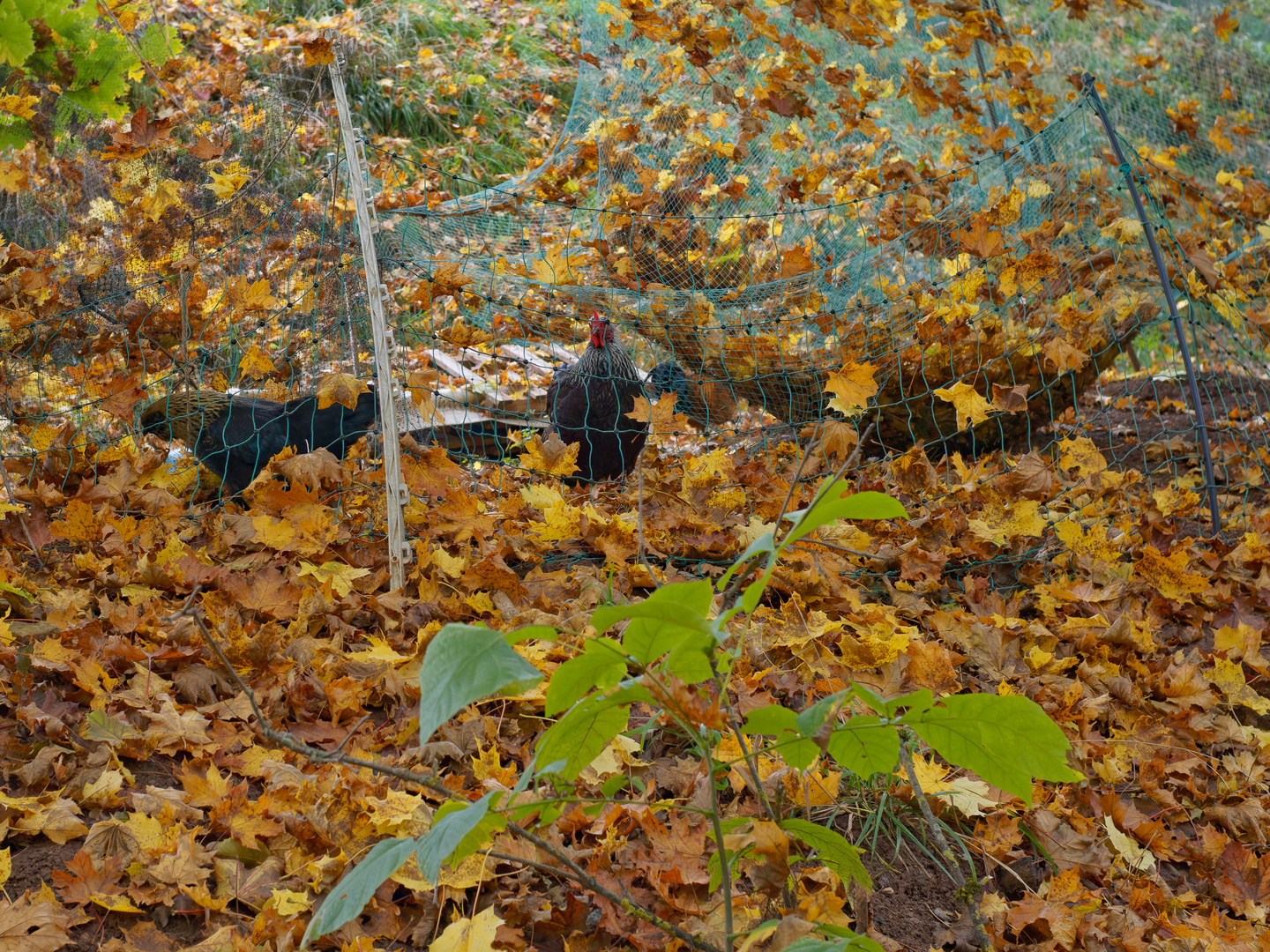 Hühner im Herbstlaub