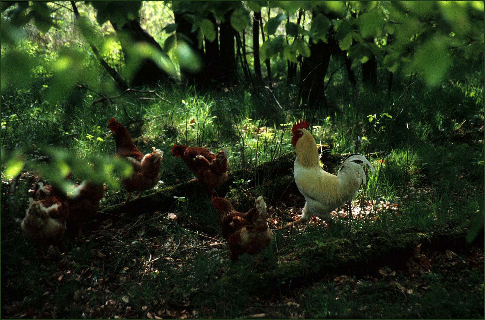 Hühner im Wald