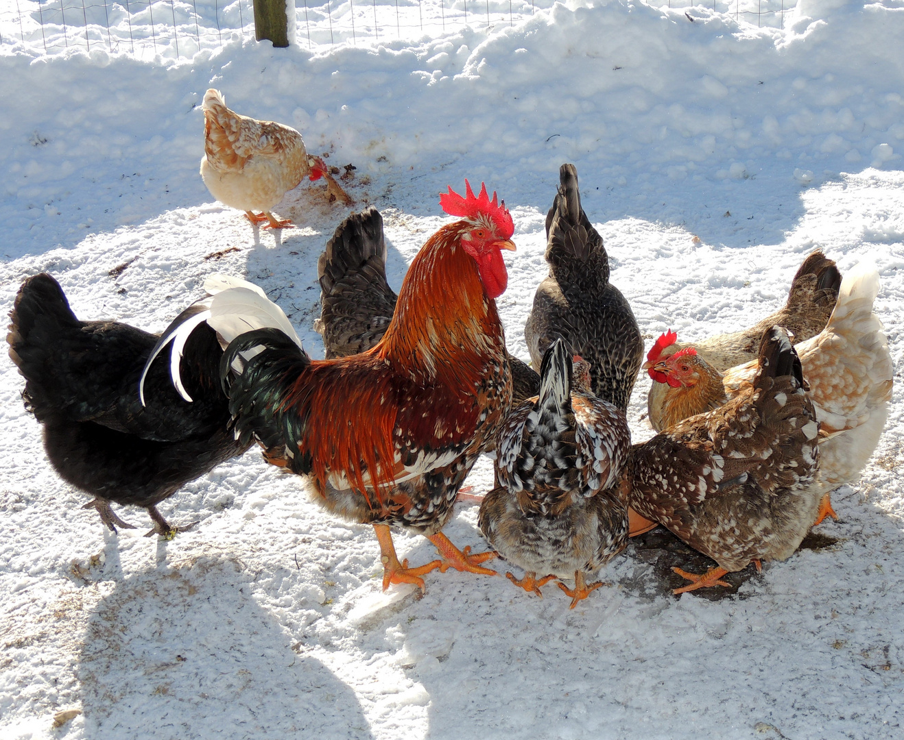 Hühner im Winter Foto & Bild tiere, haustiere, nutztiere Bilder auf
