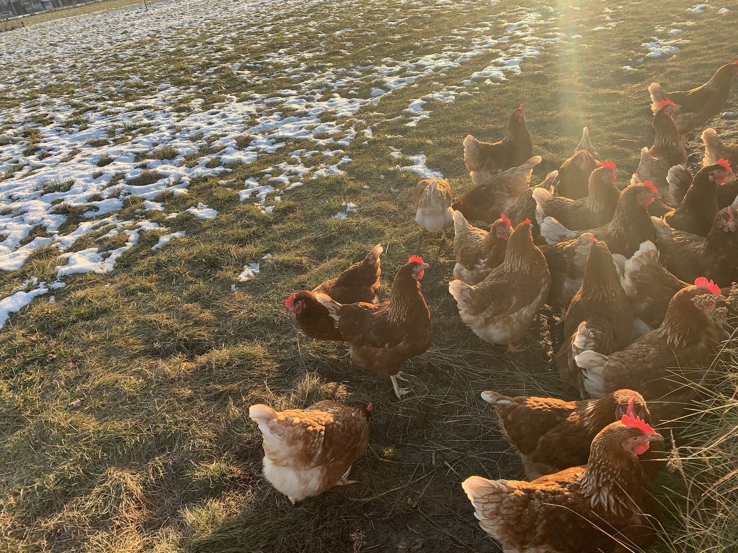 Hühner mit Sonnenlicht