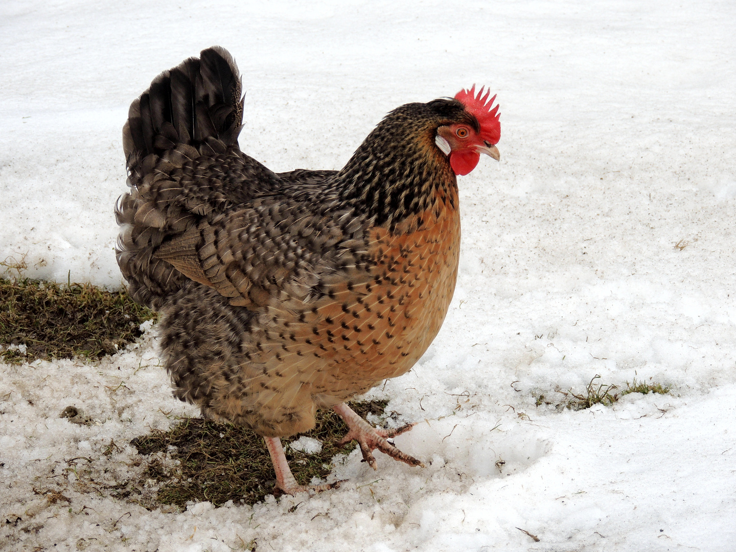 Hühner mögen keinen Schnee...