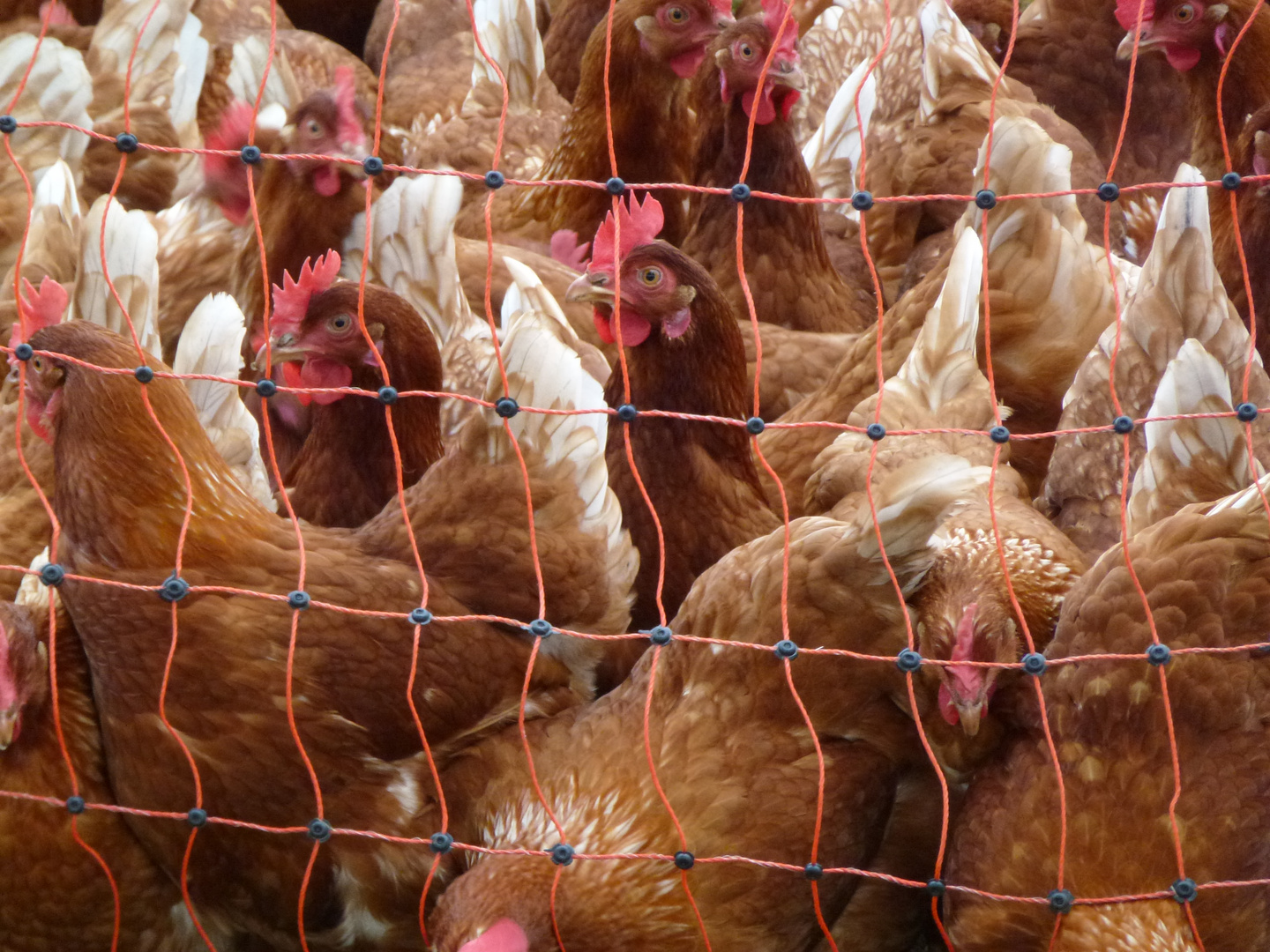 Hühner - Tiere im Freilandgehege, Zoom-Aufnahme