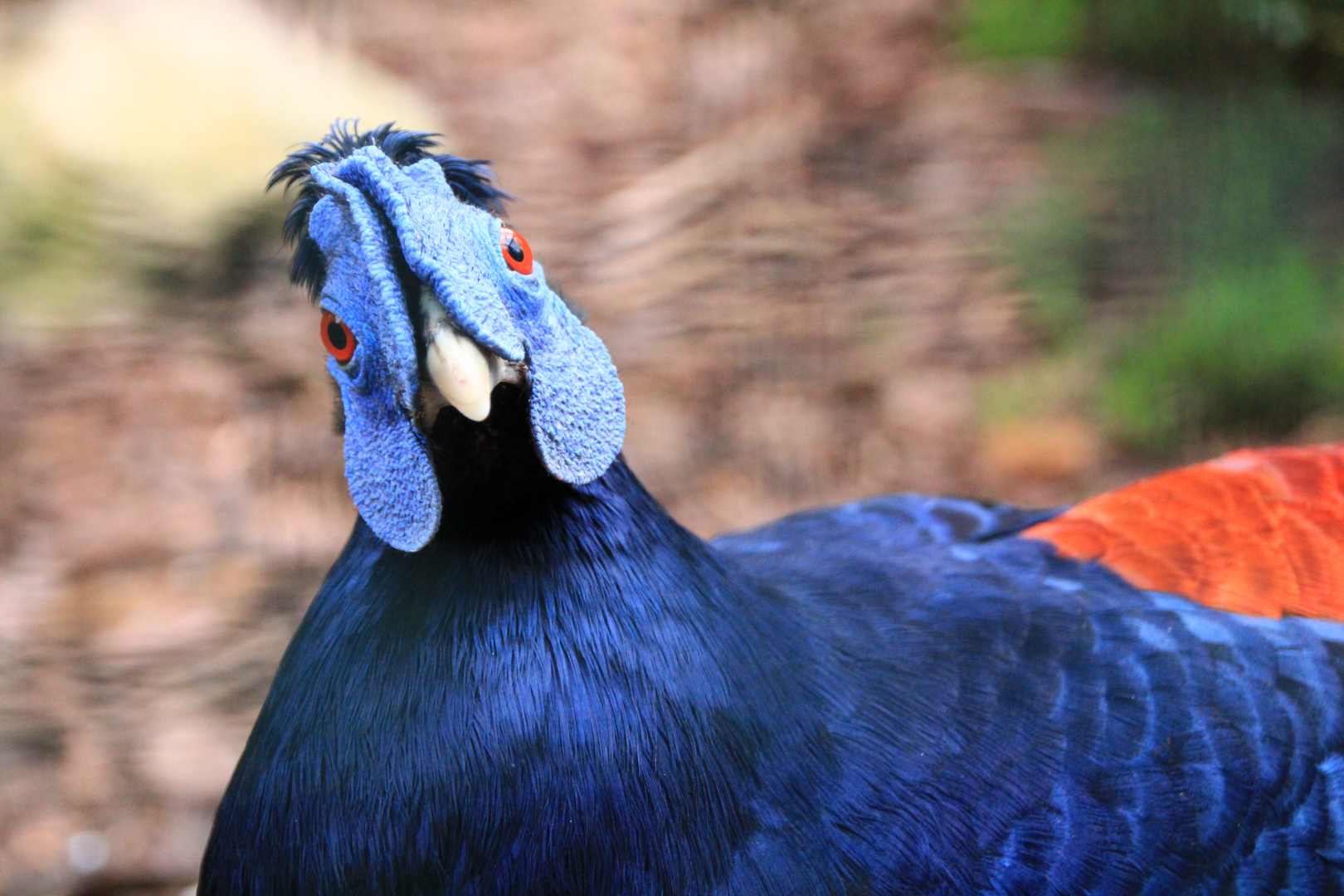 Hühnerart mit blauem Kopf