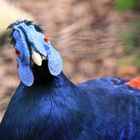 Hühnerart mit blauem Kopf