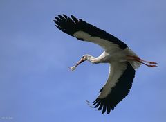 Hühnerdieb auf der Flucht