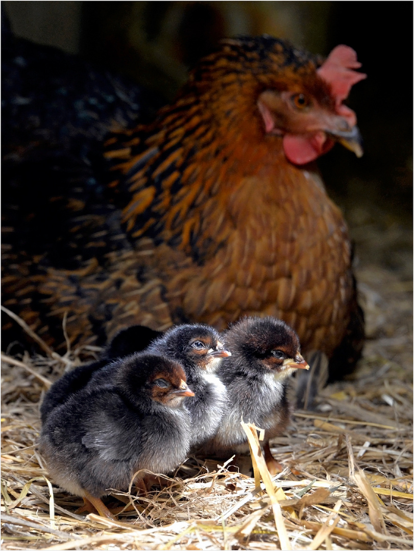 Hühnerfamilie