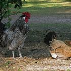 Hühnerfamilie