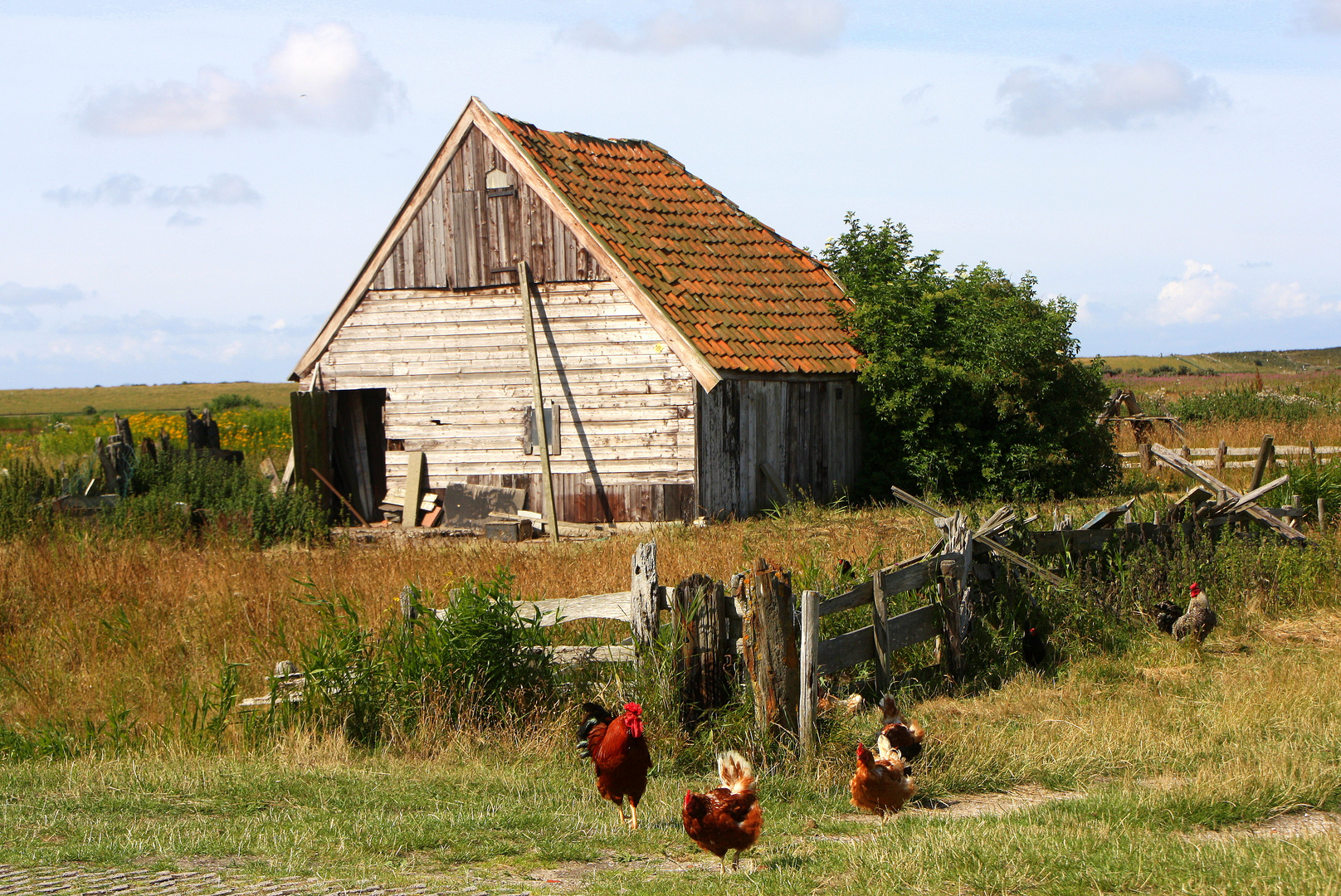 Hühnerstall auf Texel