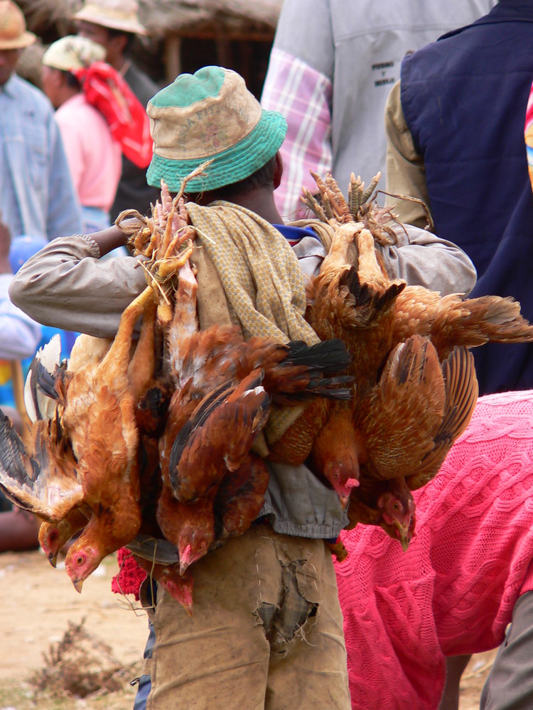 Hühnertransport auf Madagaskar