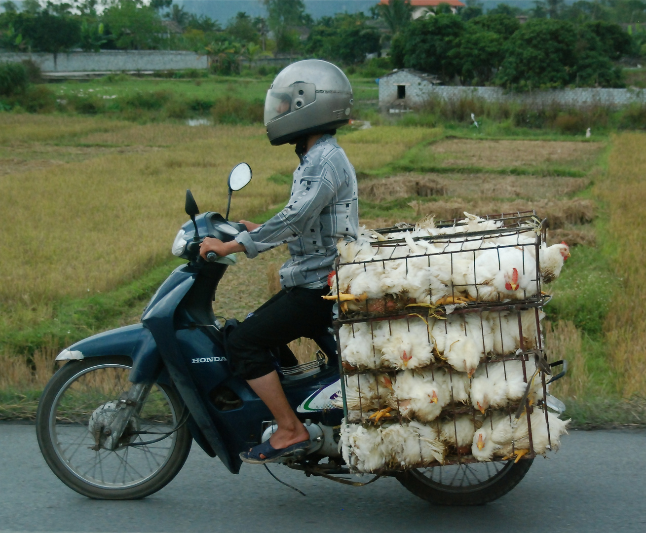 Hühnertransport in Vietnam