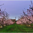 Huele a primavera