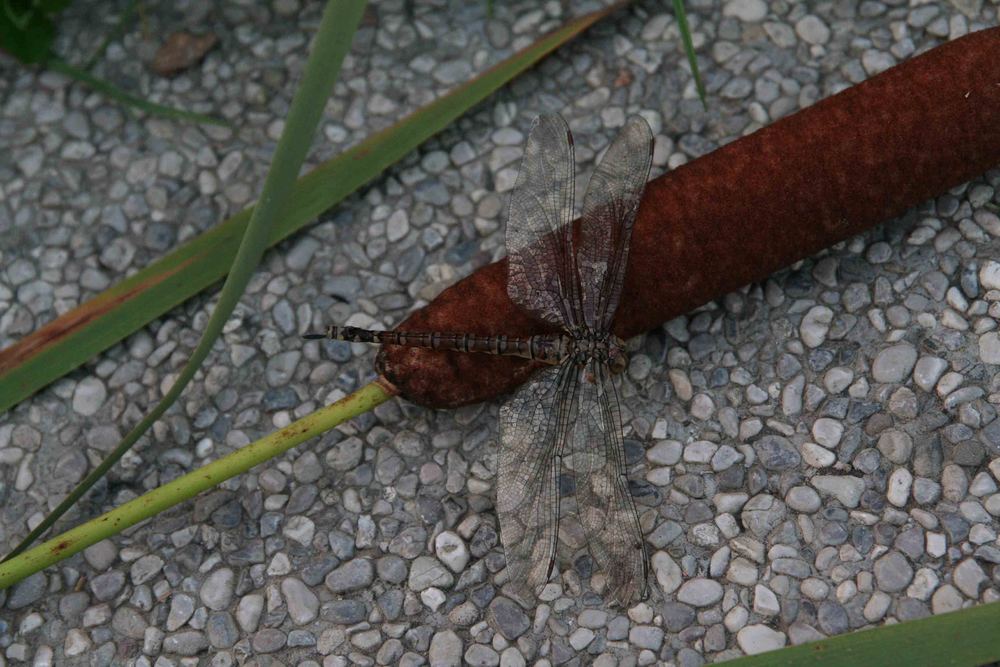 Hülle einer Libelle