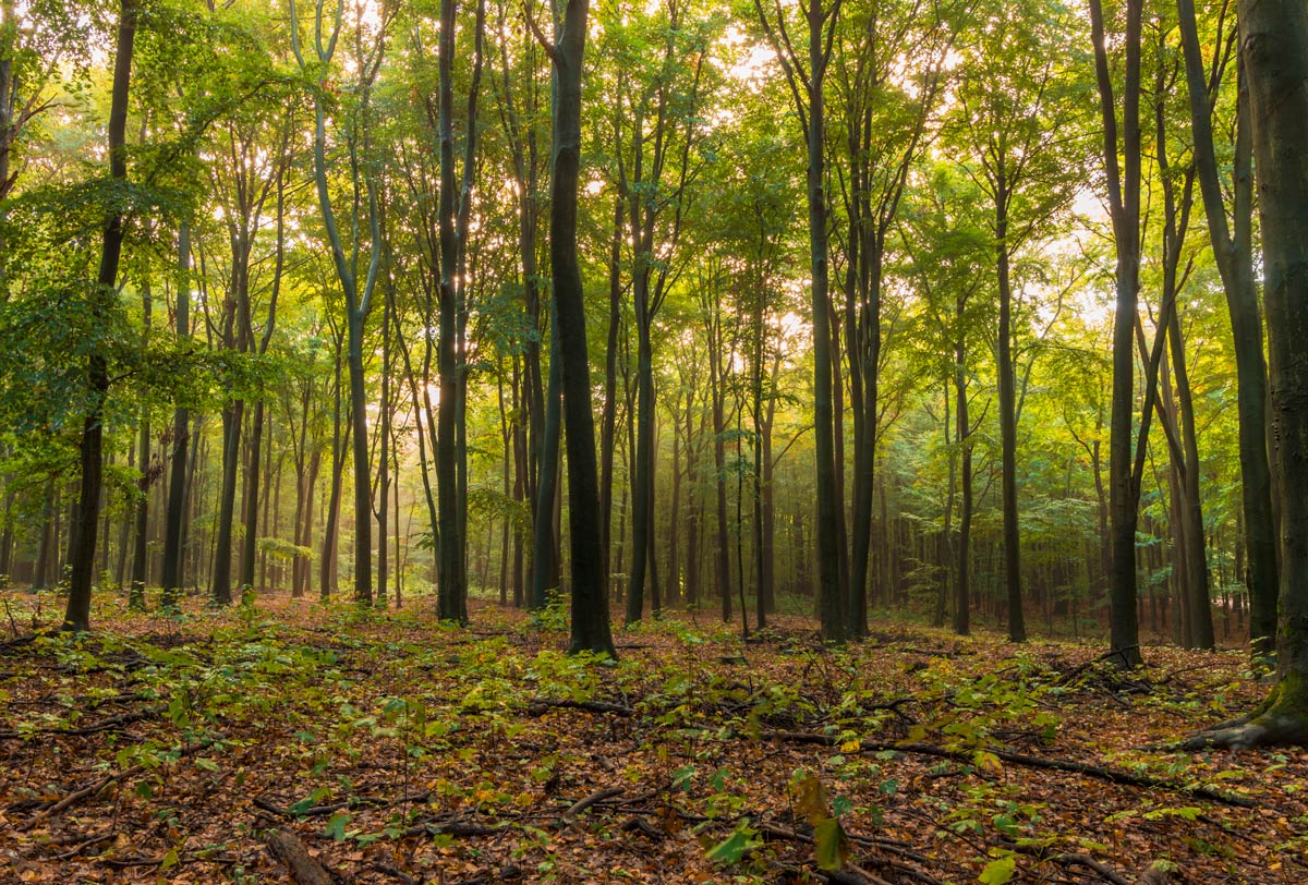 Hülser Wald