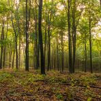 Hülser Wald