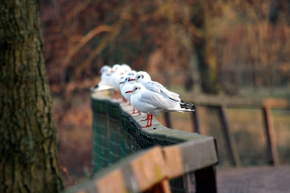 Hü...Möwen auf der Stange........