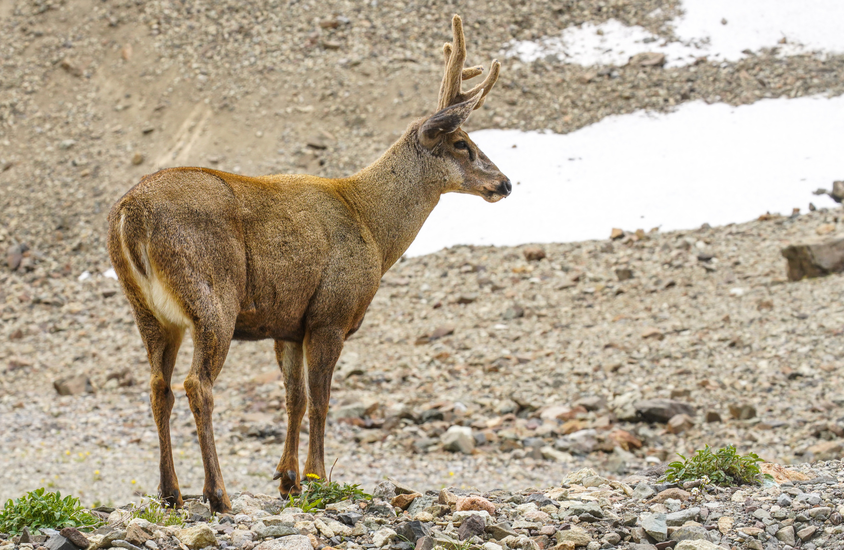 Huemul 1