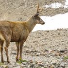 Huemul 1