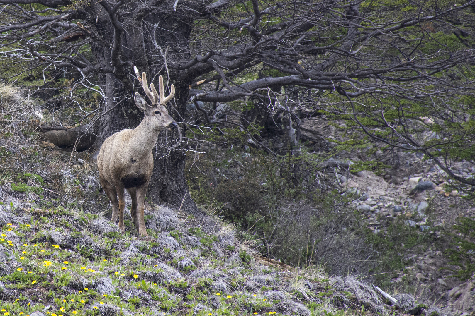 Huemul