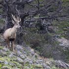 Huemul