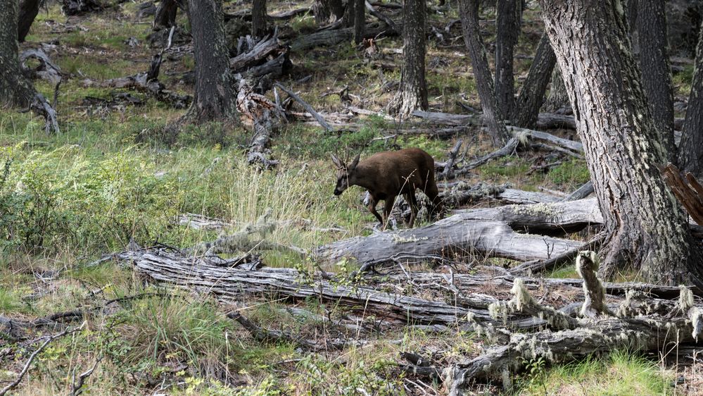 Huemul