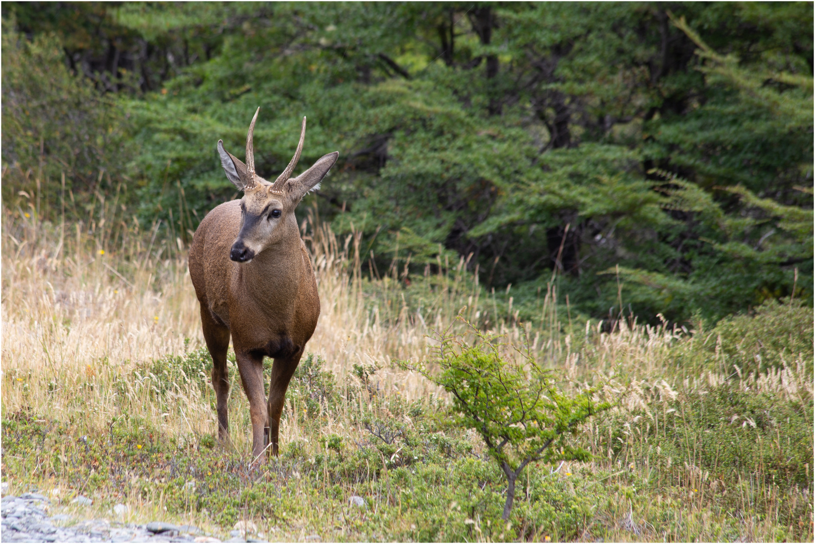 Huemul