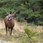 Huemul