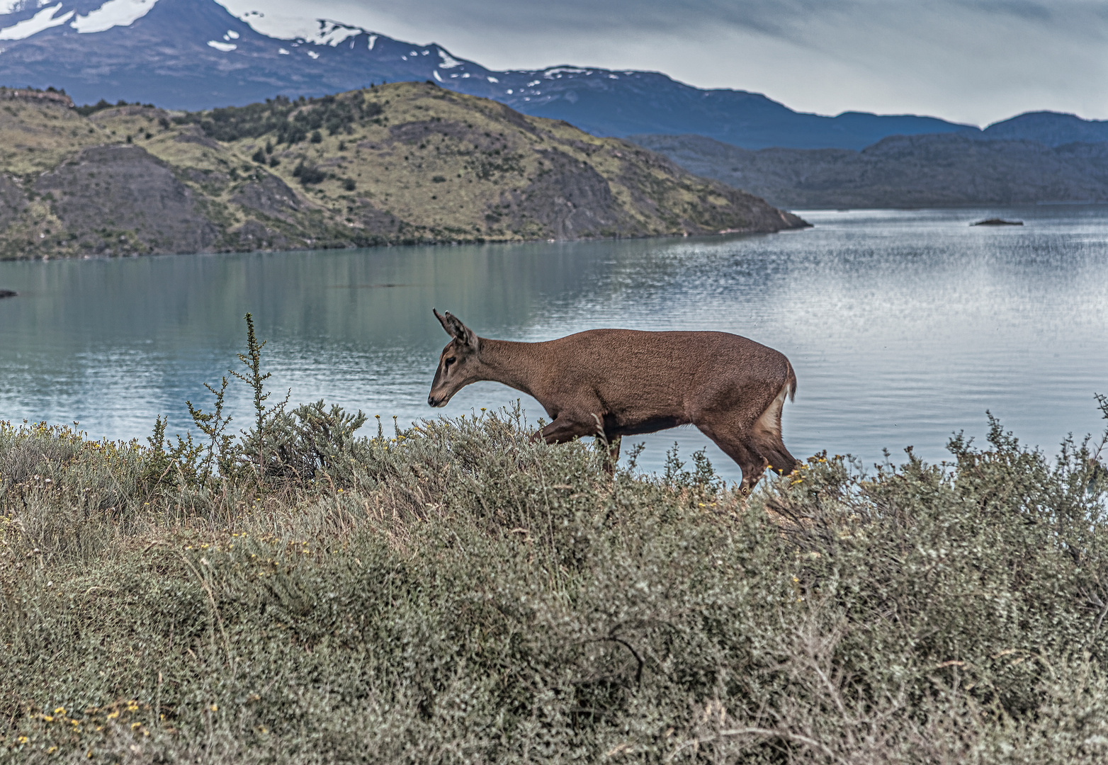 Huemul - Sensationsfoto