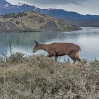 Huemul - Sensationsfoto