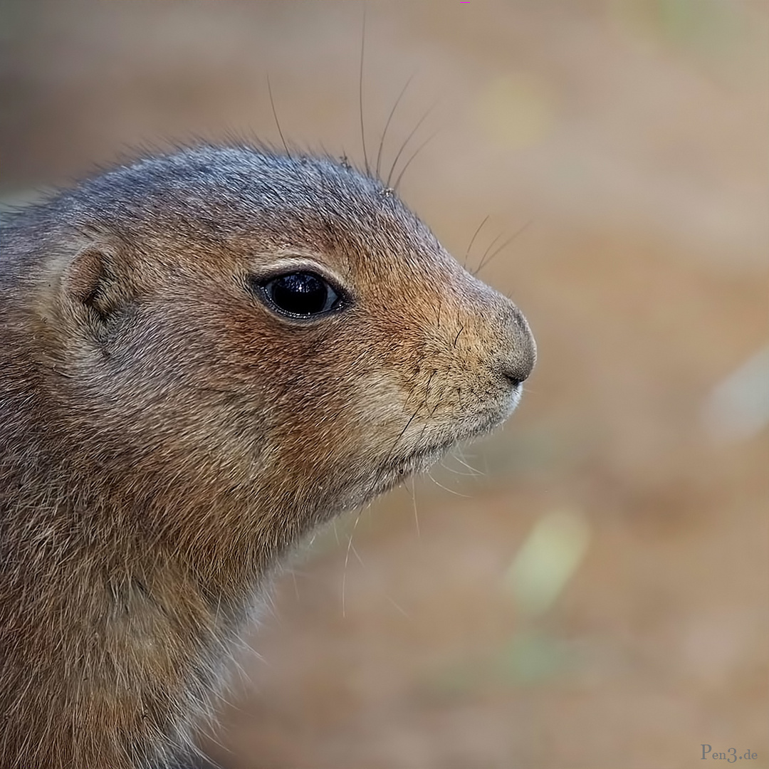 hündchen