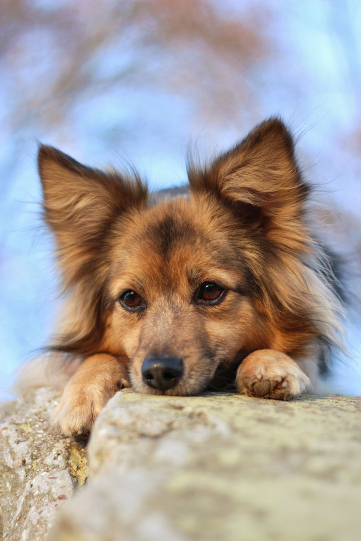 Hundchen Foto Bild Tiere Haustiere Hunde Bilder Auf Fotocommunity