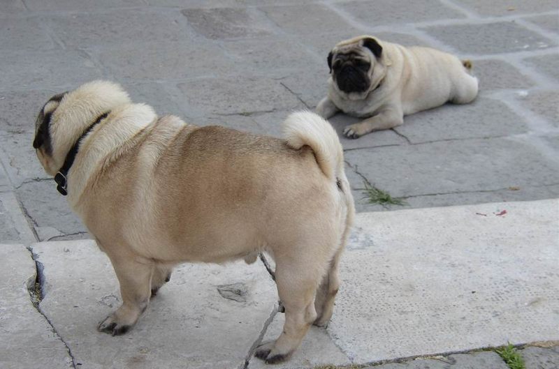 Hündchen in Venedig