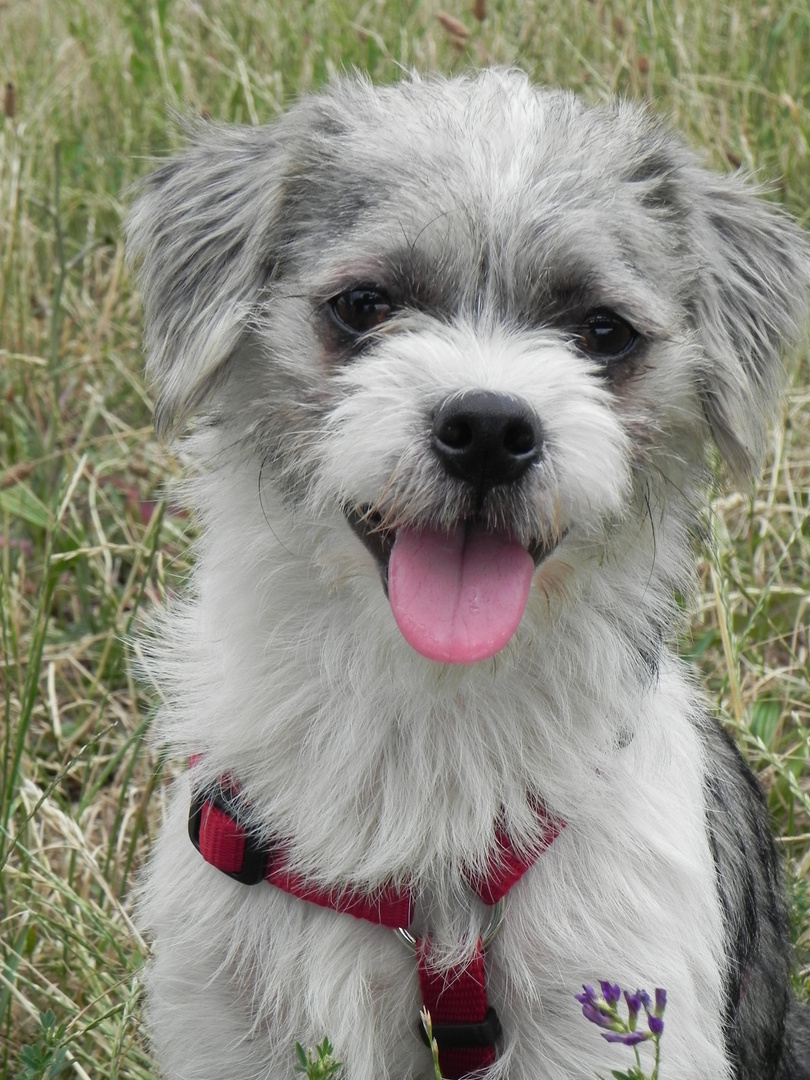 Hündchen Lou-Lou Foto &amp; Bild | tiere, haustiere, hunde Bilder auf ...