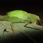 Hüperlein mit schönen Augen 