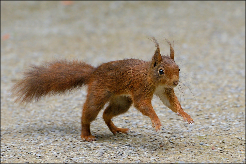 Hüpf - Hörnchen...