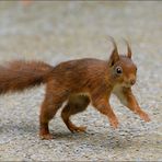 Hüpf - Hörnchen...