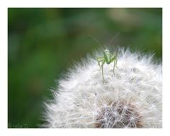 Hüpf ins Glück