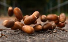 Hüpfende Eicheln...