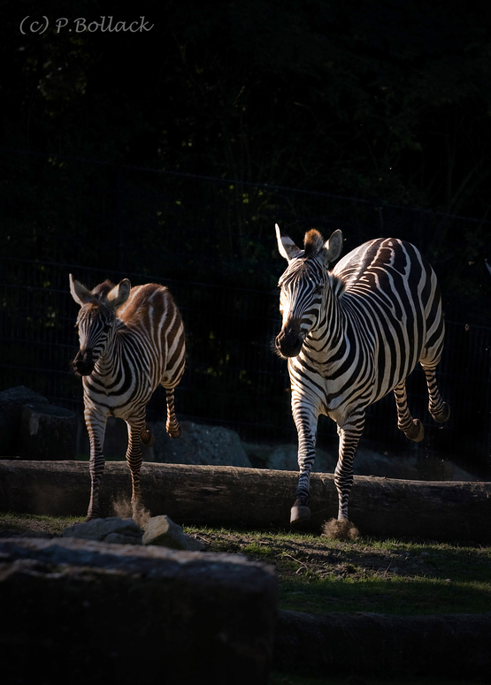 hüpfende Zebras