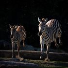 hüpfende Zebras