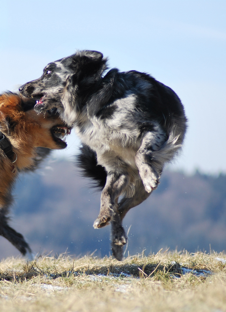 Hüpfender Hund beim Spielen