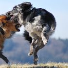 Hüpfender Hund beim Spielen