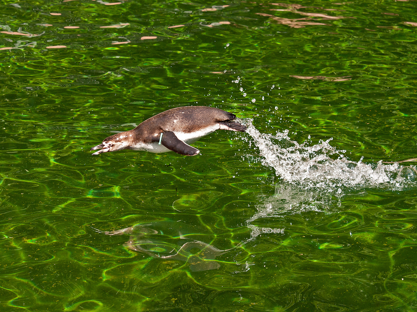 hüpfender Pinguin