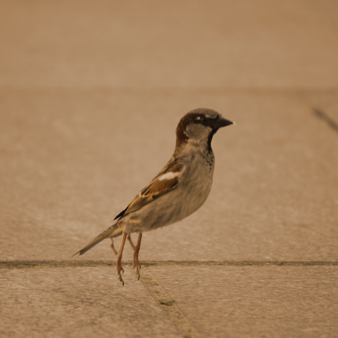 hüpfender Sperling Foto & Bild tiere, vögel, natur Bilder auf