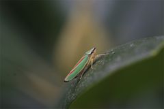 Hüpfendes scheues Insekt
