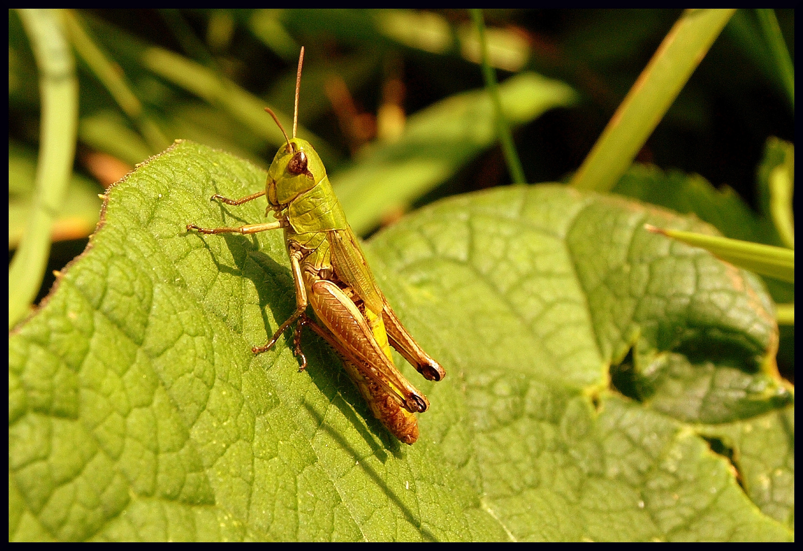 Hüpfer Foto & Bild | fotos, outdoor, natur Bilder auf fotocommunity