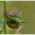 Hüpfer auf seiner Singwarte