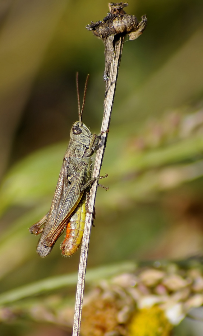 Hüpfer im Garten