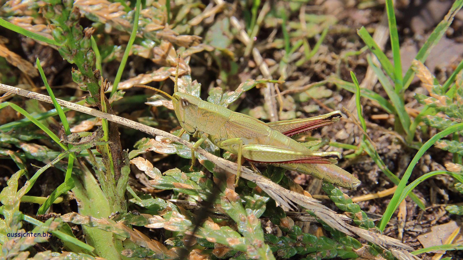 Hüpfer im Gras